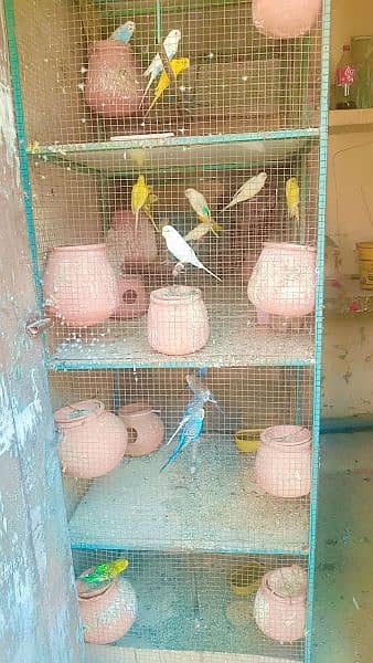 Australian parrot sales with cage 0