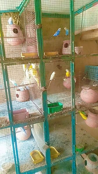 Australian parrot sales with cage 1