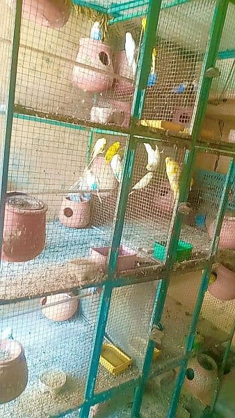 Australian parrot sales with cage 2