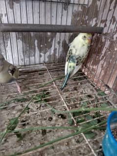 Patte budgies