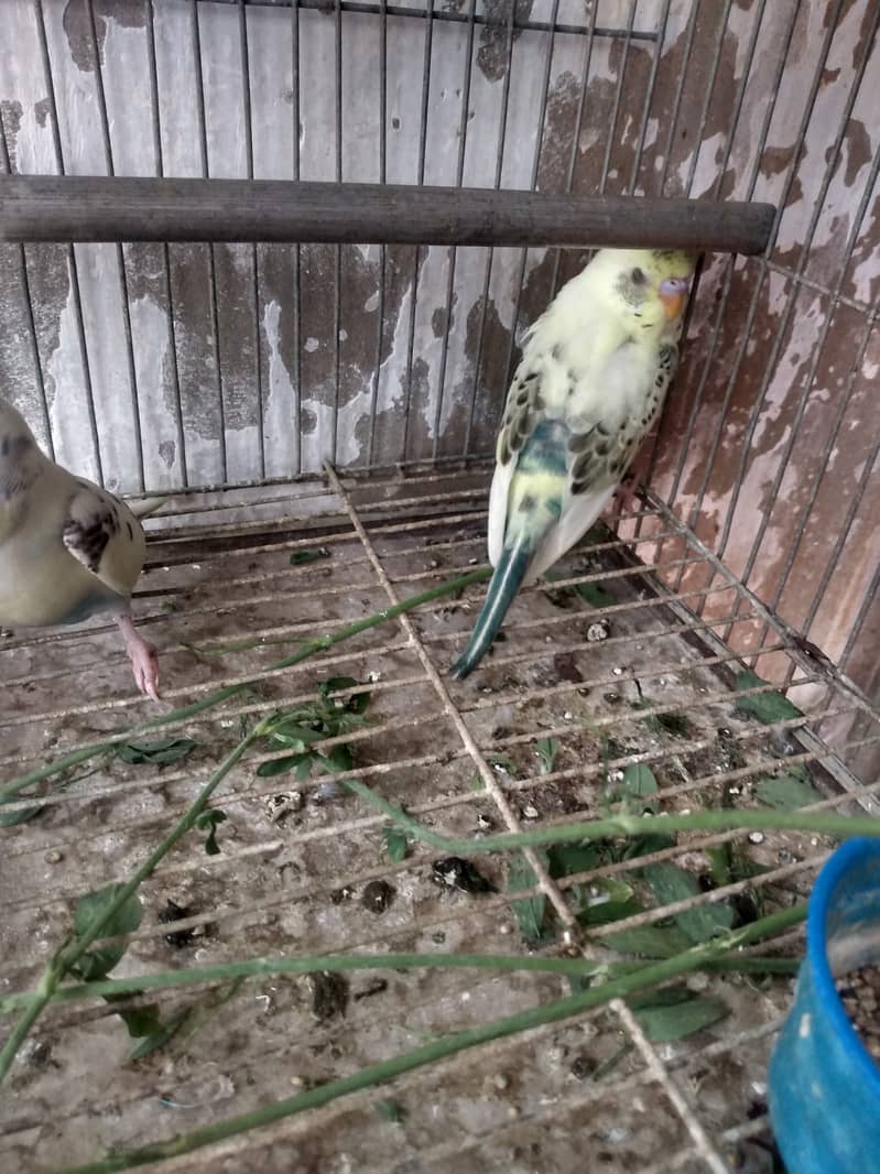 Patte budgies 0