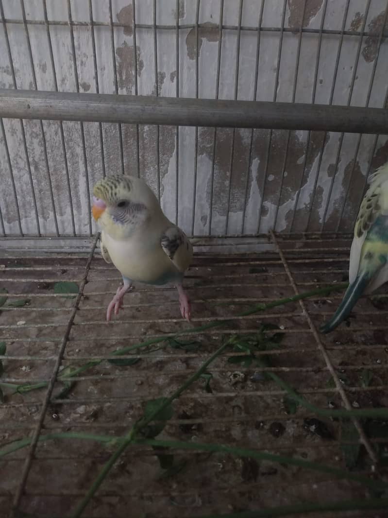 Patte budgies 1