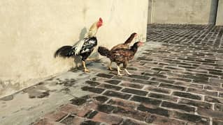 Aseel High Quality Chicks 3 piece Healthy and active