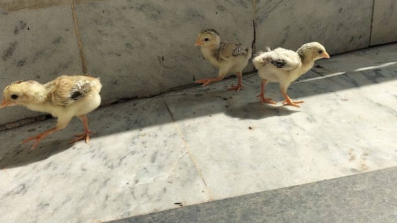 Aseel High Quality Chicks 3 piece Healthy and active 1