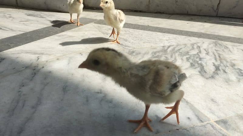 Aseel High Quality Chicks 3 piece Healthy and active 3