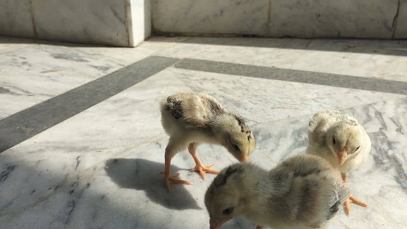 Aseel High Quality Chicks 3 piece Healthy and active 4