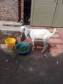 Rajanpuri Bakri urgent for sale 0