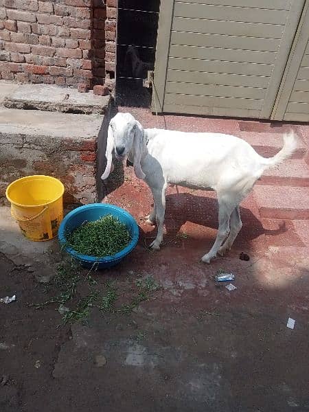 Rajanpuri Bakri urgent for sale 1