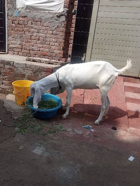 Rajanpuri Bakri urgent for sale 3