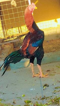 Shamoo ring bird urgent for sale