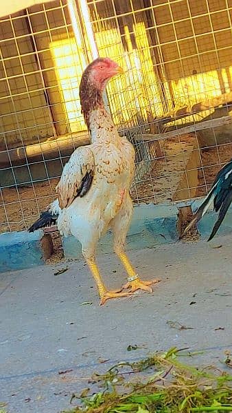 Shamoo ring bird urgent for sale 1