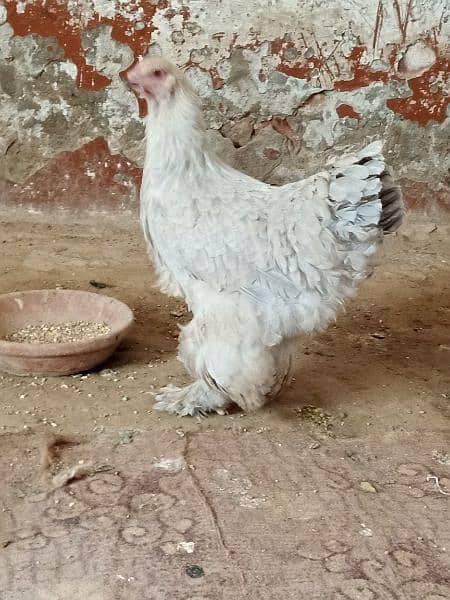 isabel brahma 2 female for sale age 5 to 6 moint a pluss quality 1