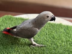 African grey parrot talking