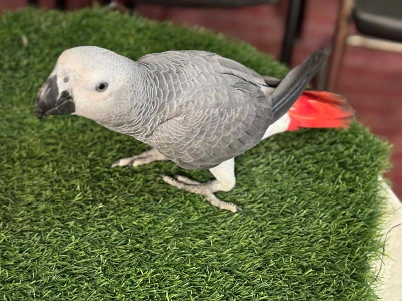 African grey parrot talking 1