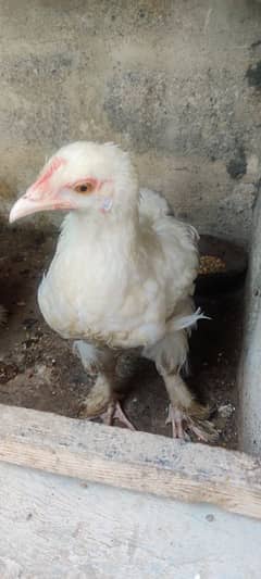 Bantam Female 0