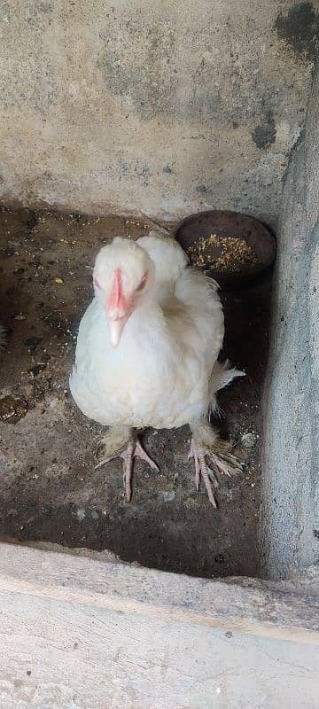 Bantam Female 1