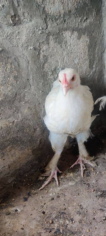 Bantam Female 2