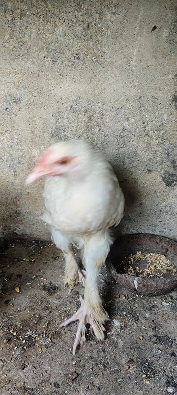 Bantam Female 3