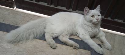 Male Persian Cat triple code in white colour