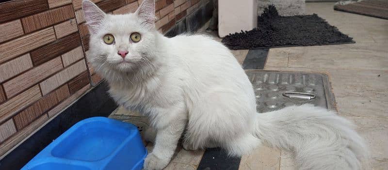 Male Persian Cat triple code in white colour 1