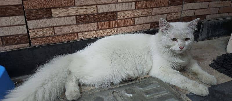 Male Persian Cat triple code in white colour 2