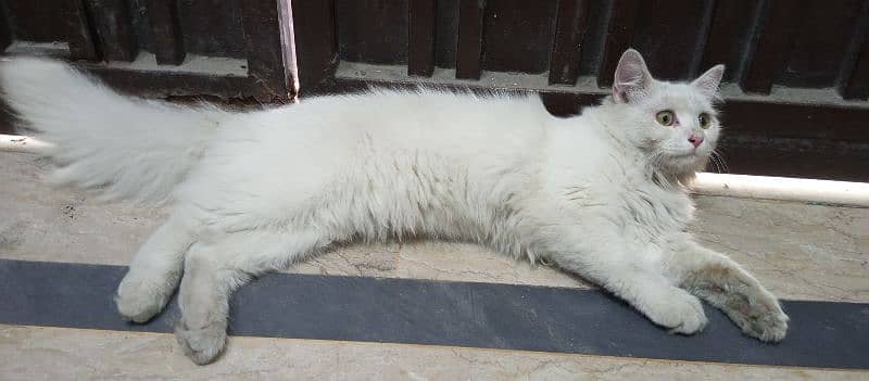 Male Persian Cat triple code in white colour 4