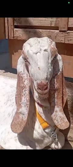 Makhi cheena blood line bakra for sale 0