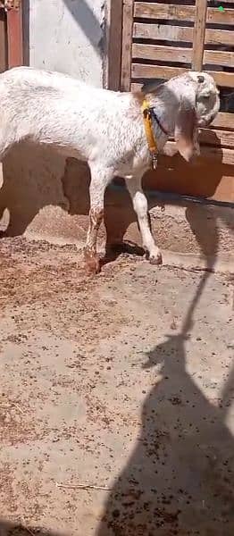 Makhi cheena blood line bakra for sale 1