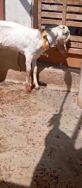 Makhi cheena blood line bakra for sale 2