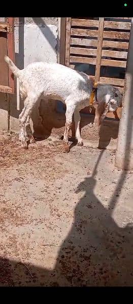 Makhi cheena blood line bakra for sale 3