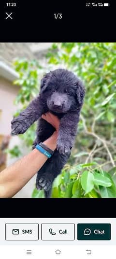 Black German shepherd Puppies | German shepherd long Coat Pair