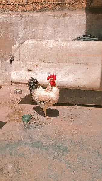 misri hens pair for sale 2