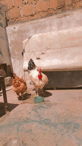 misri hens pair for sale 5