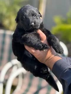 Black German shepherd Puppies | German shepherd long Coat Pair