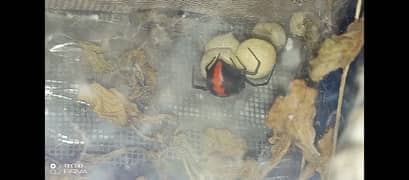 Red back Complete breeding setup available