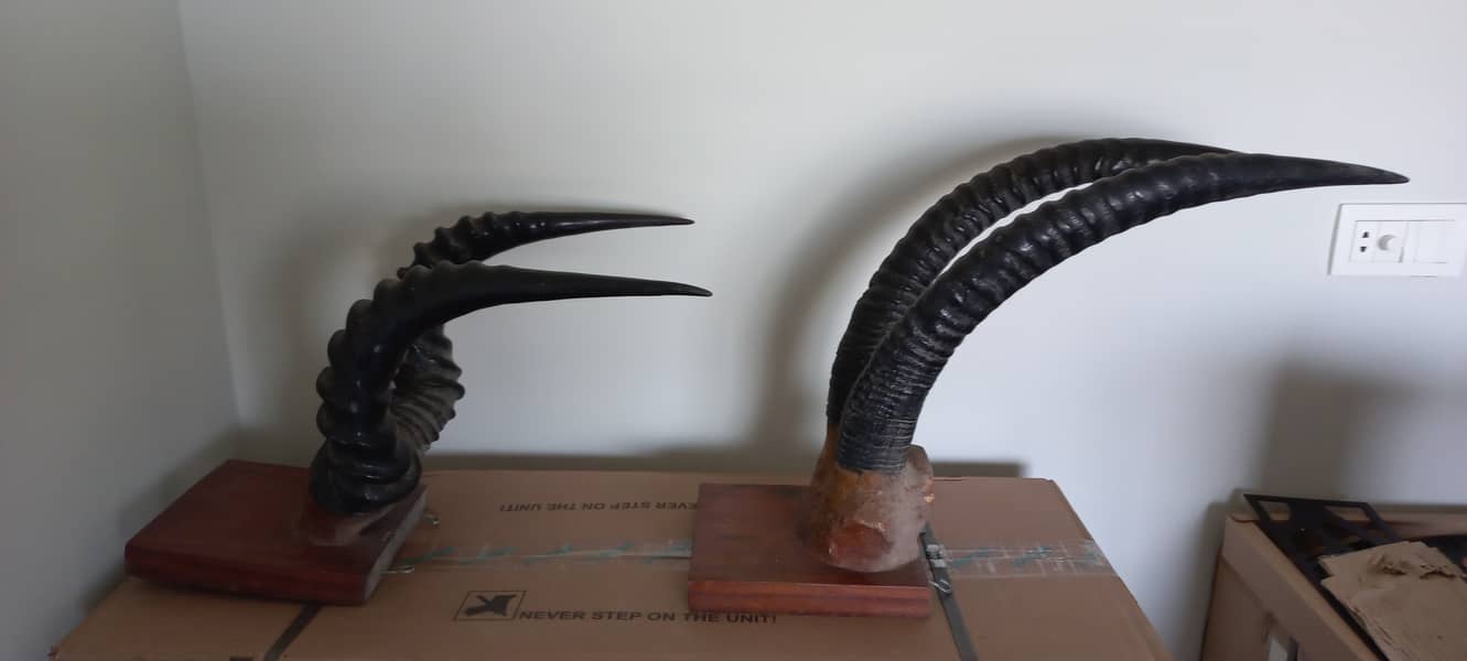 Real and natural Decorative Horns 1