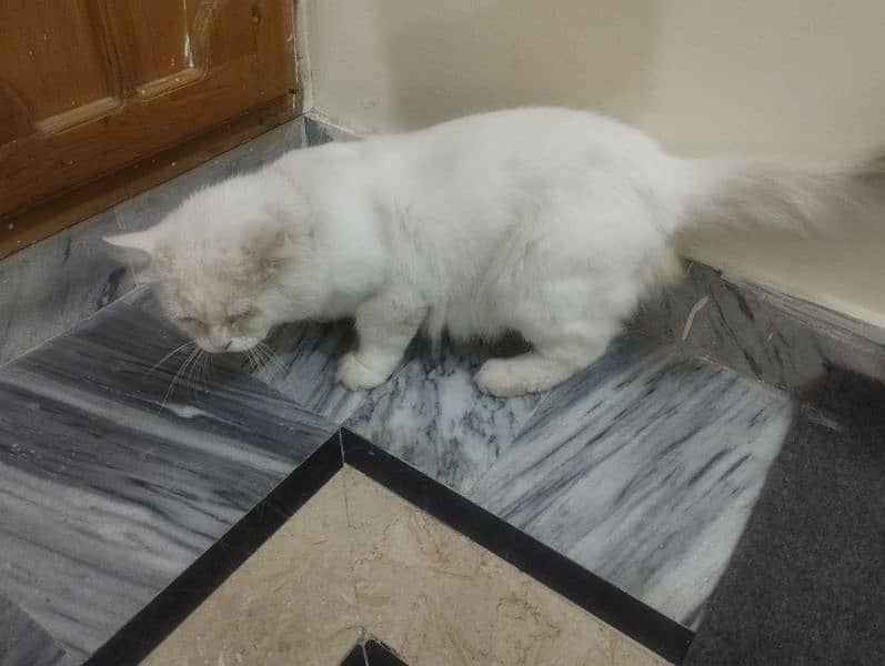 Persian tripple coated white pair adult 0