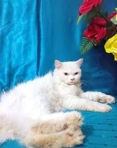 Blue eyes persian lovely cat full white color  and long court hair 0