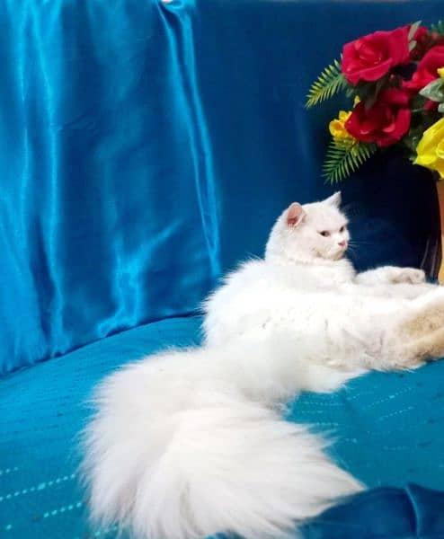 Blue eyes persian lovely cat full white color  and long court hair 3