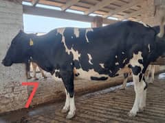 Friesian Cross Cows and Heifers for sale