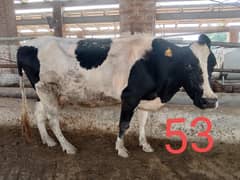 Friesian Cross Cows for sale