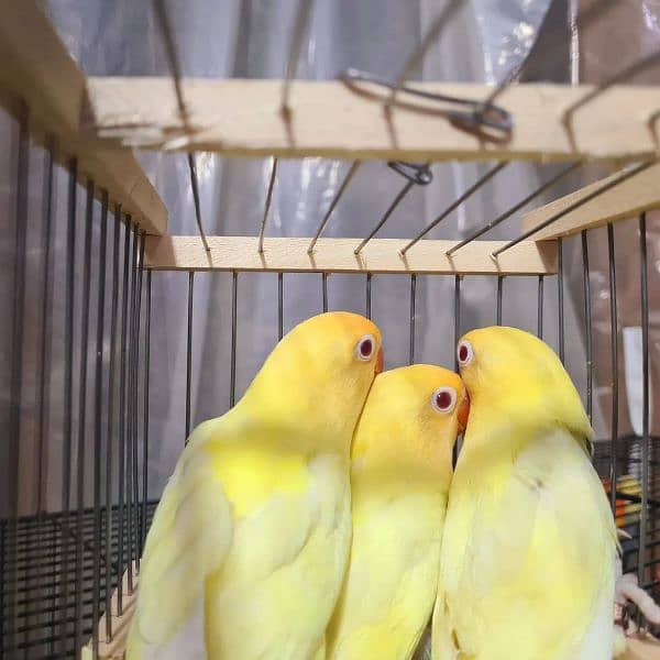 love bird 2