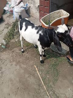 bakri