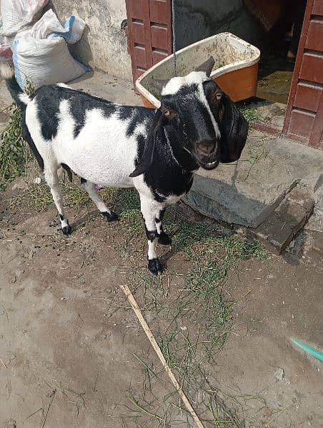 bakri for sale 1