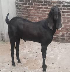 Bakra