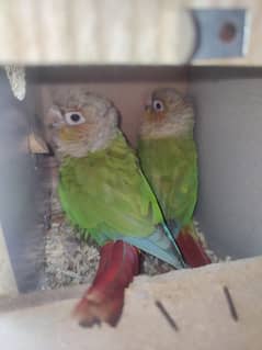 pineapple conure bird