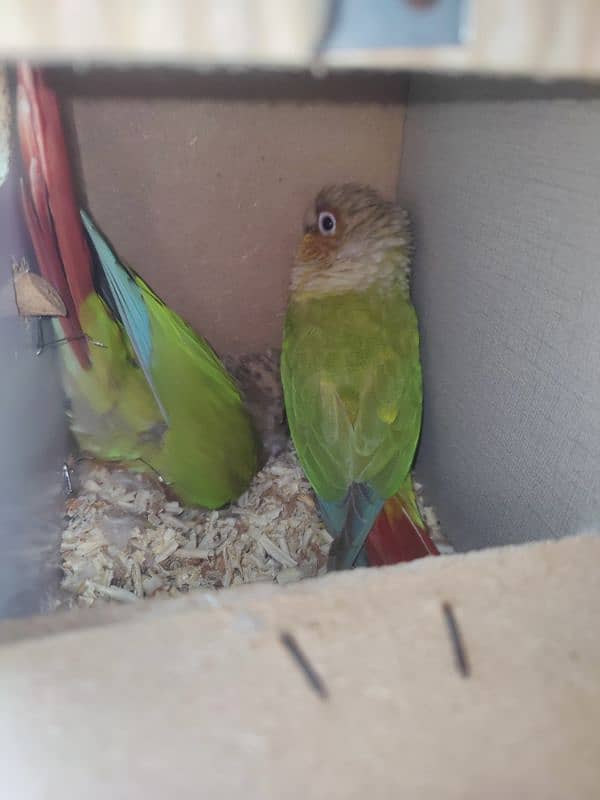 pineapple conure bird 2