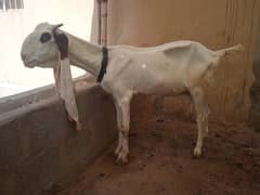 Gulabi bakri