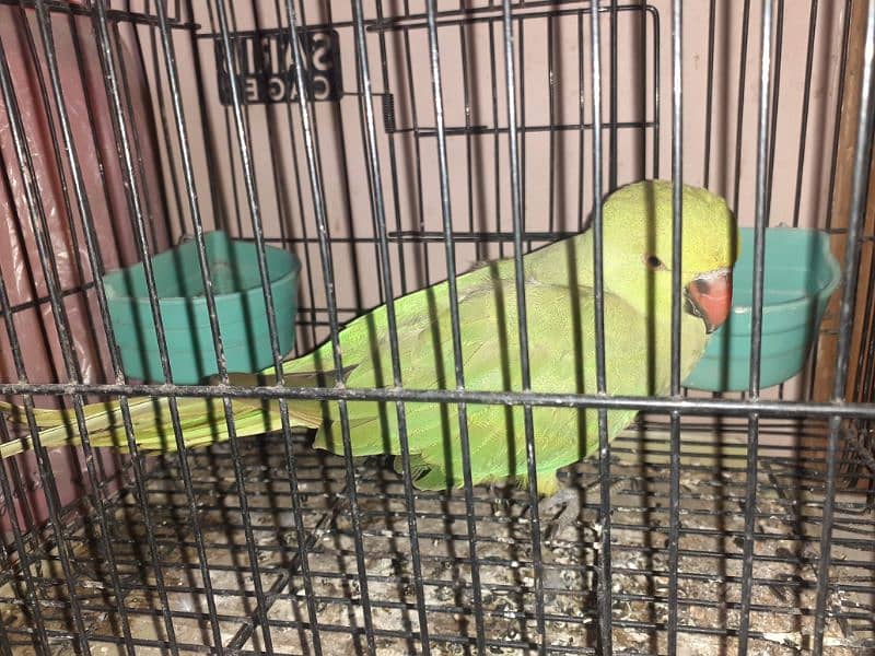 Female green parrot 0