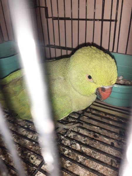 Female green parrot 2